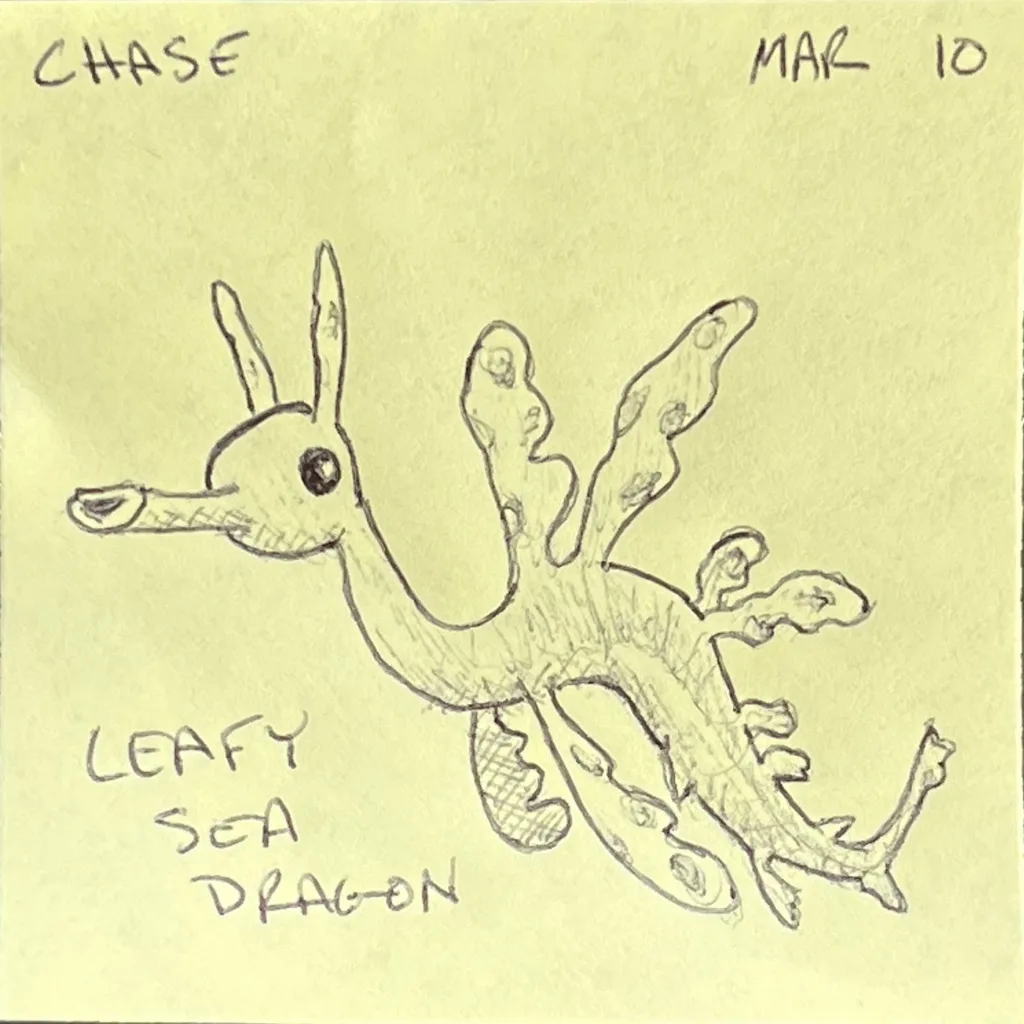 Leafy Sea Dragon