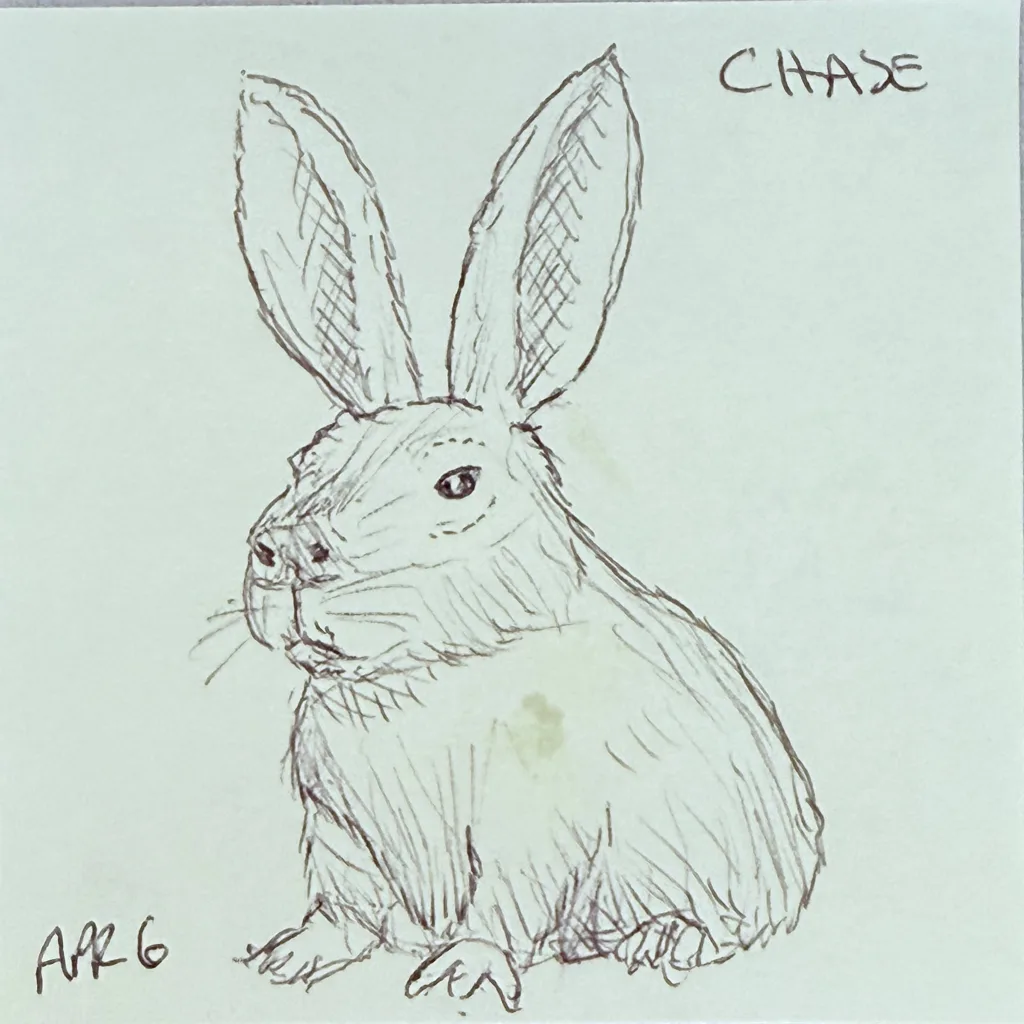 Watchful Rabbit