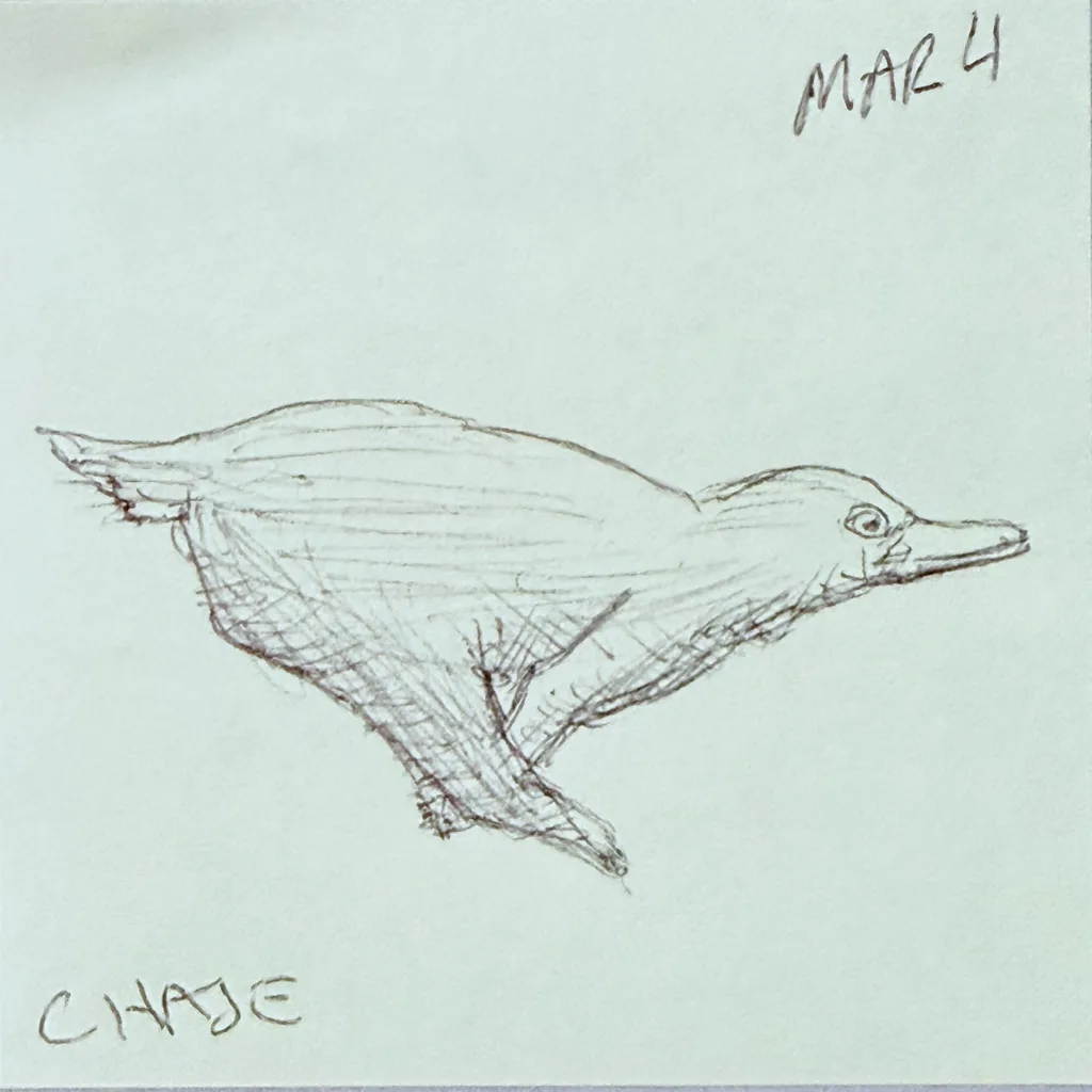 Diving Duck