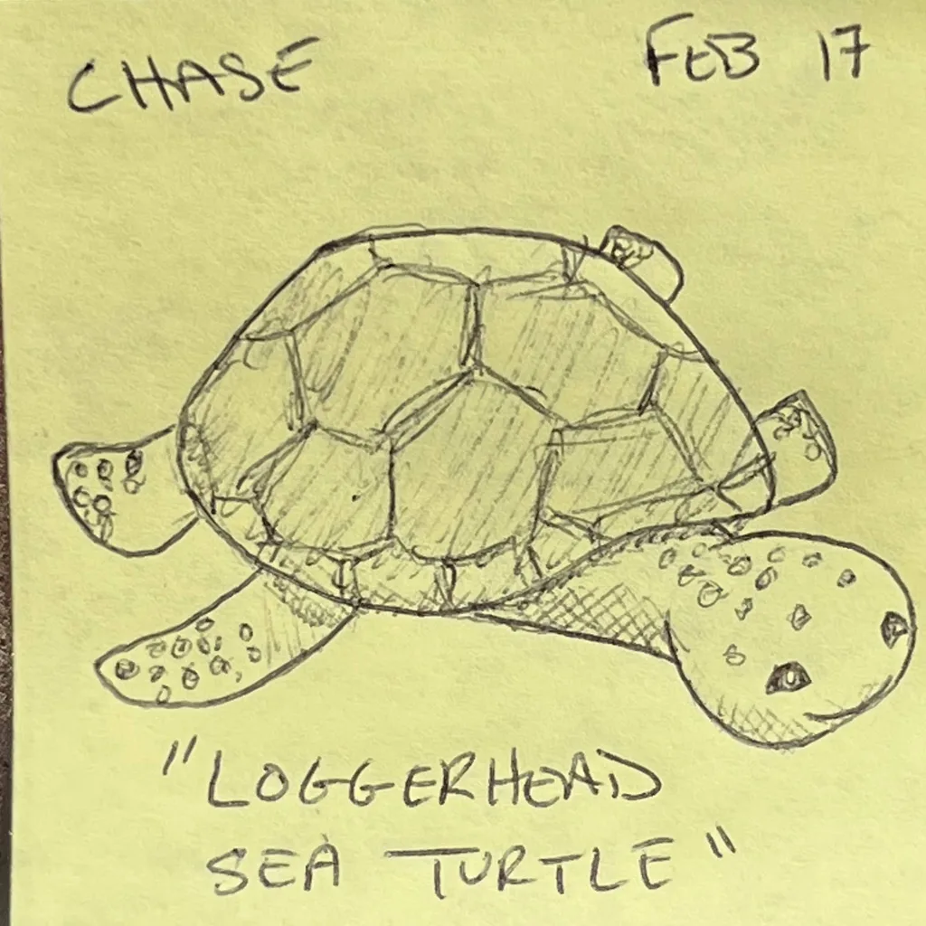 Loggerhead Sea Turtle