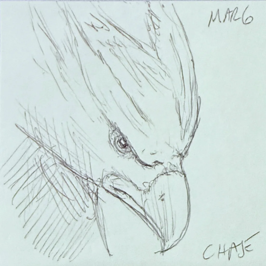 Bald Eagle Stare