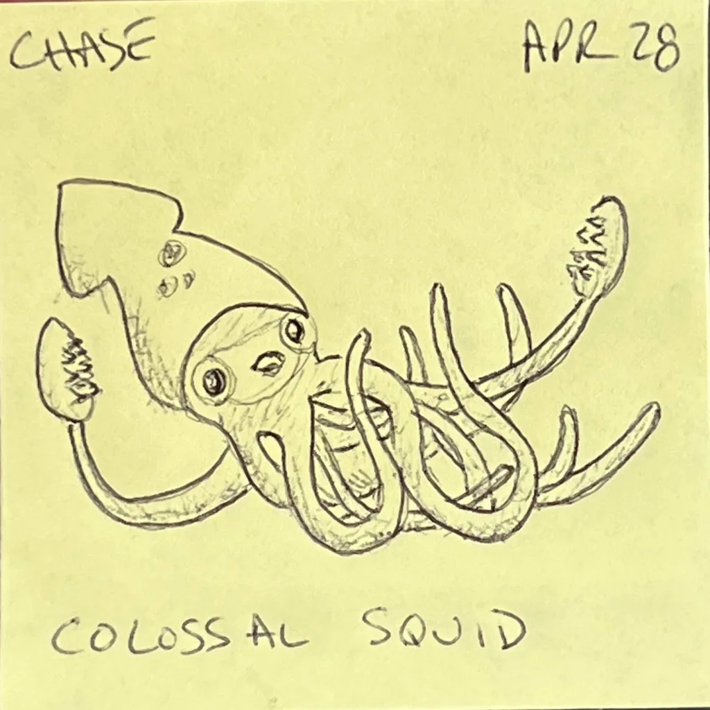 Colossal Squid