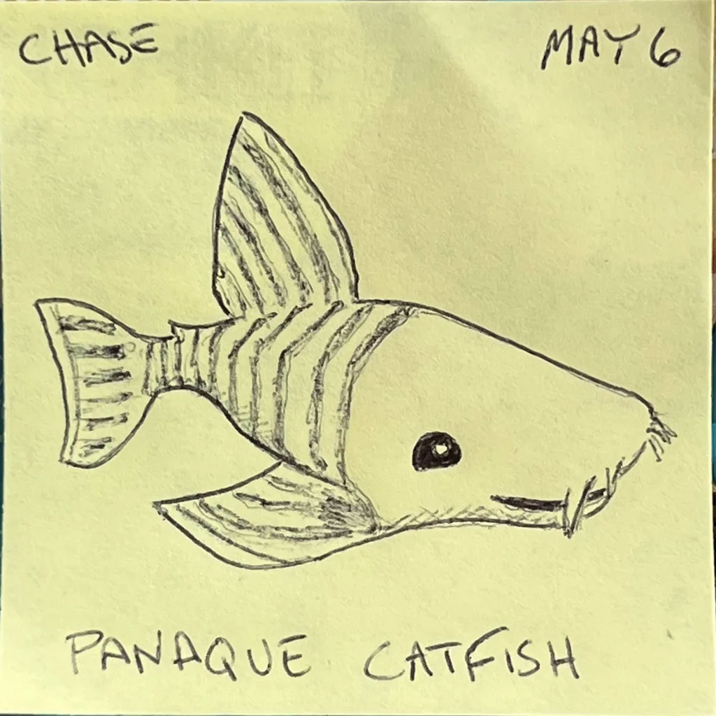 Panaque Catfish