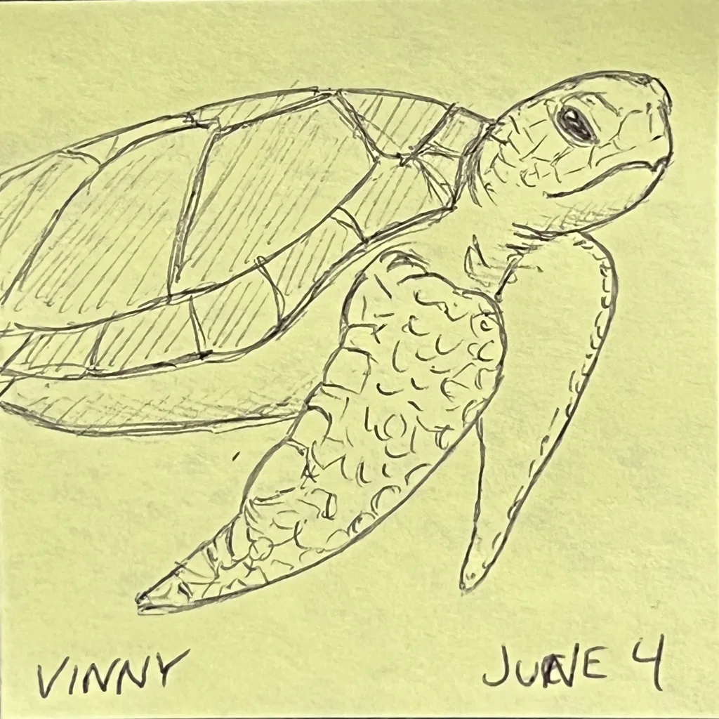 Sea Turtle Glide