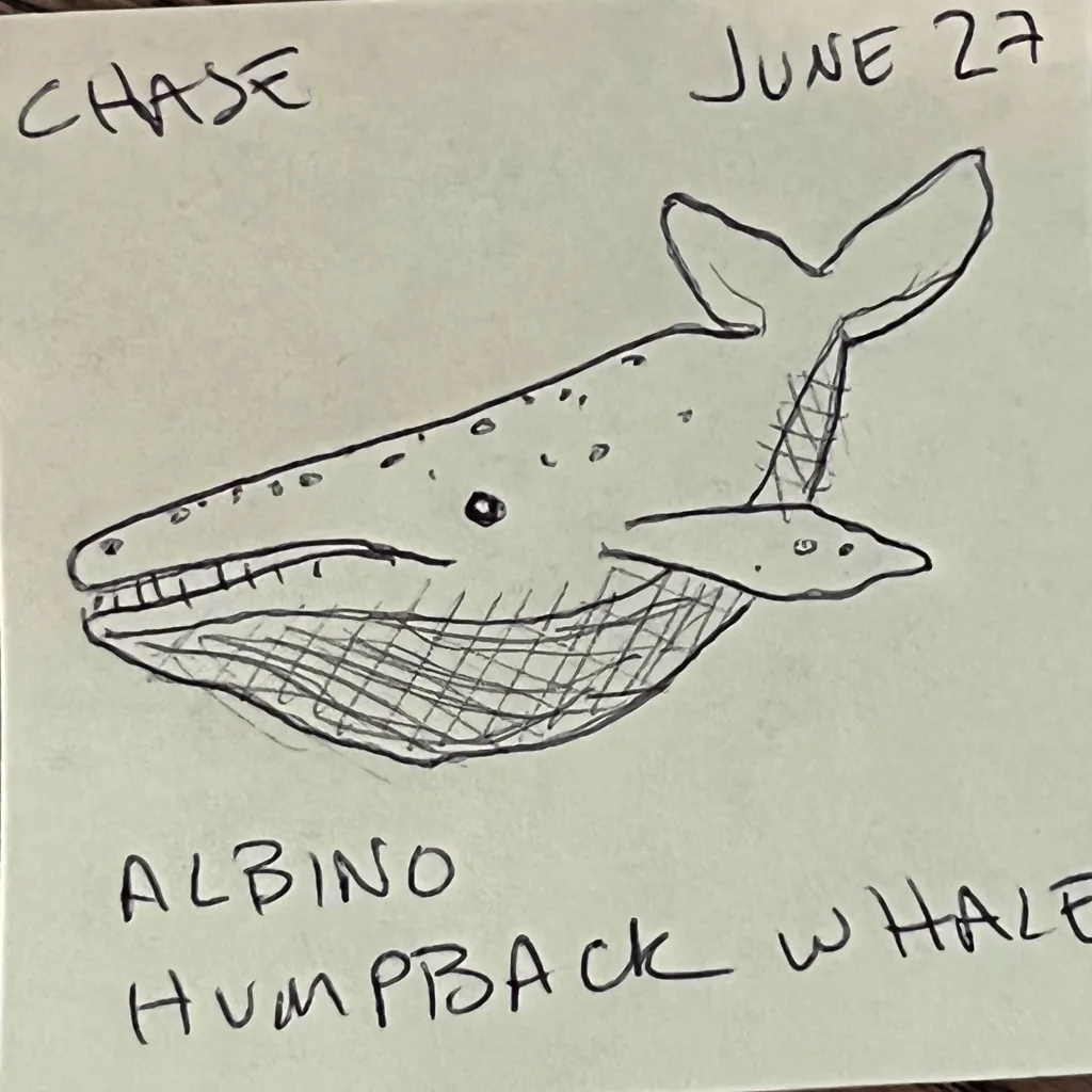 Albino Humpback Whale