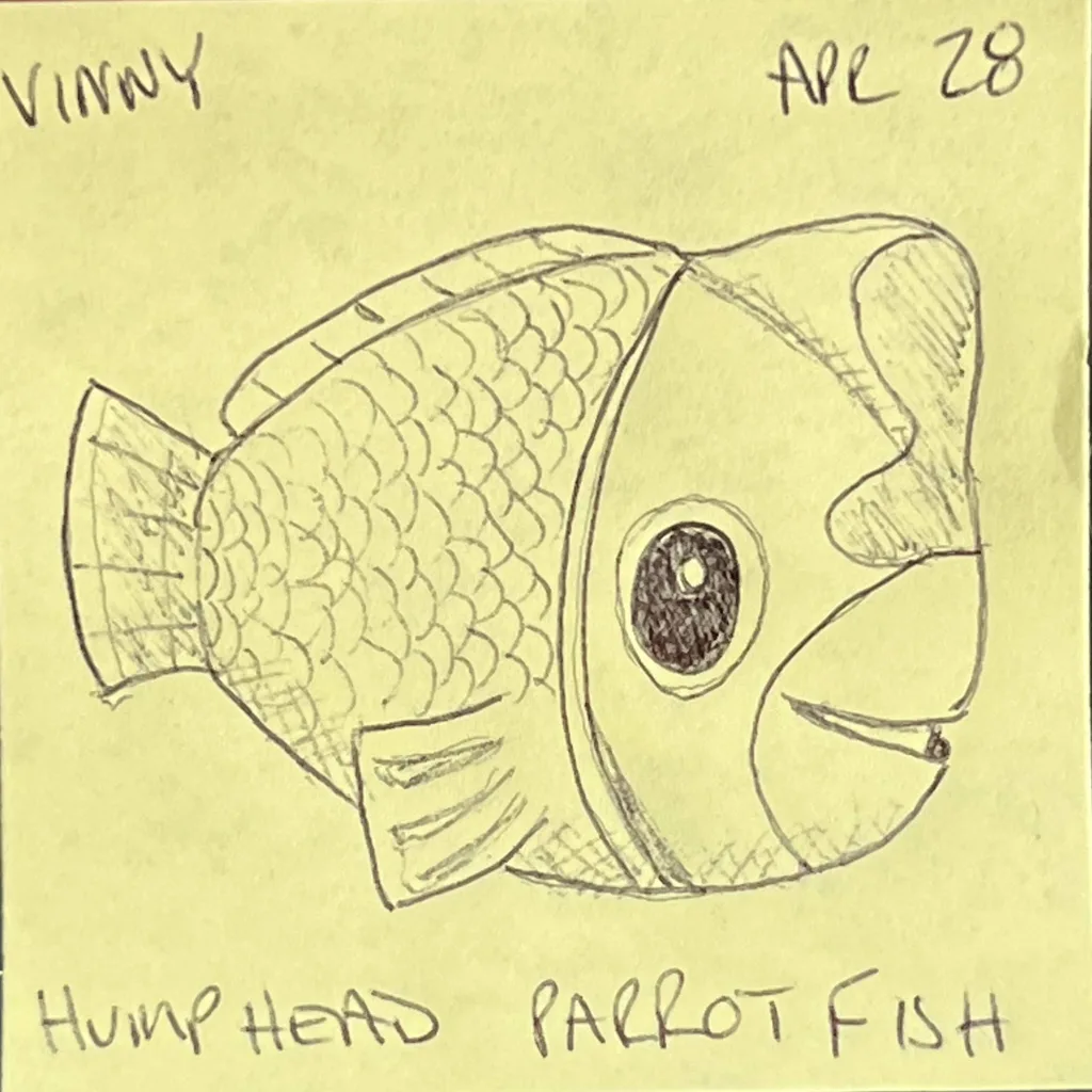 Humphead Parrotfish