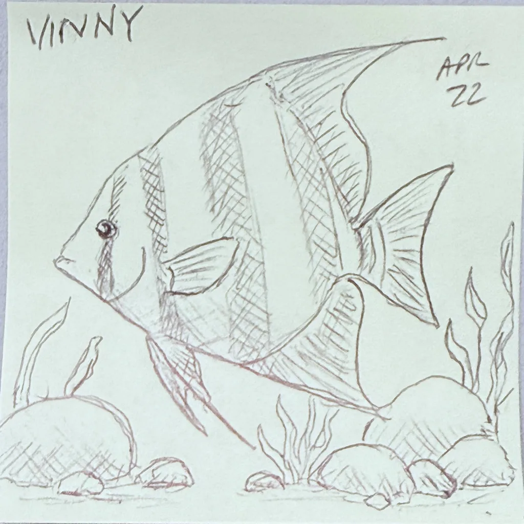 Striped Angelfish