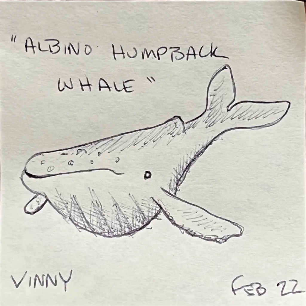 Albino Humpback Whale