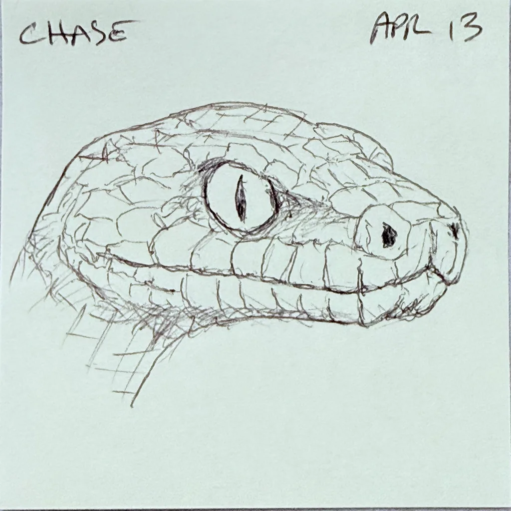 Snake Stare