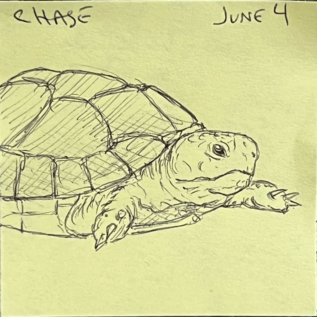 Wise Old Turtle