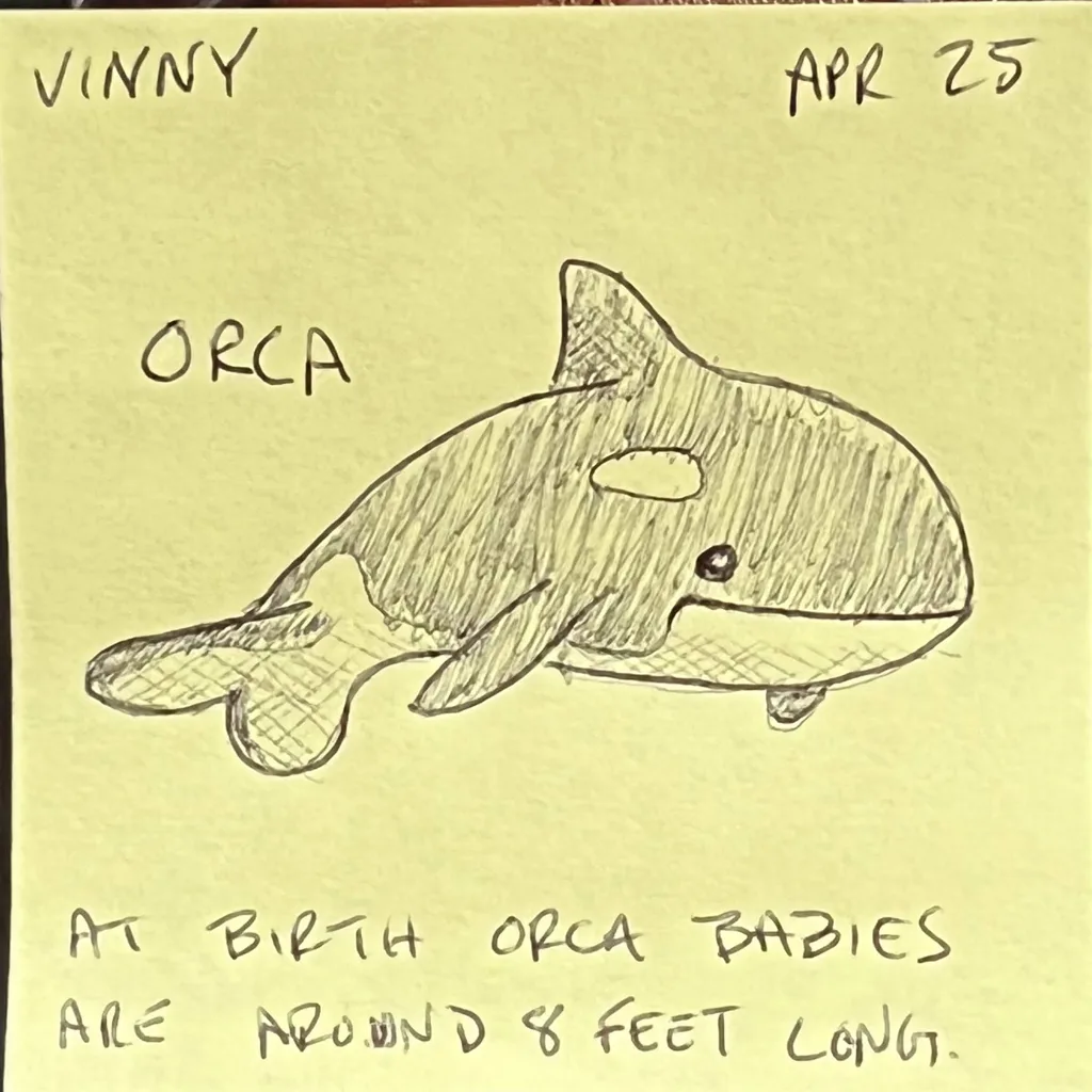 Orca